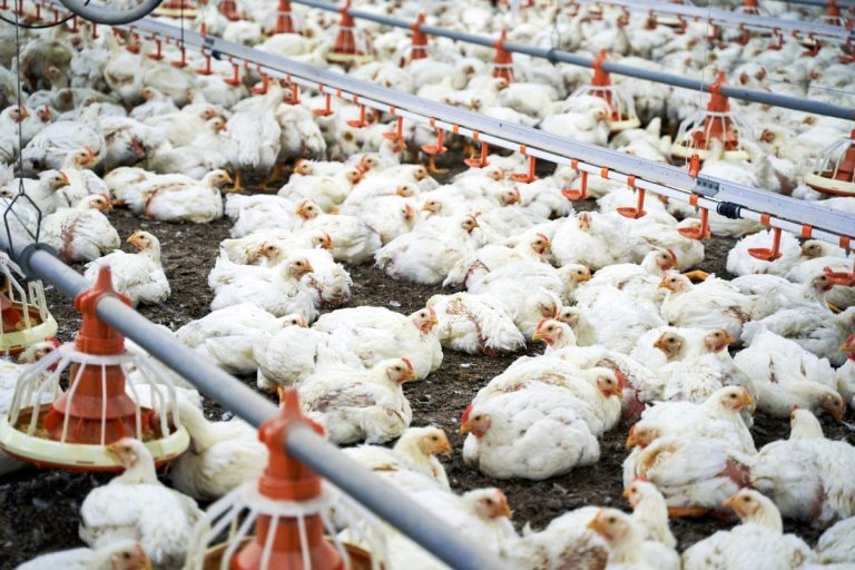 Gripe aviária: mais três países suspendem compra de frango nacional
