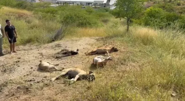 Suspeita de envenenamento: 11 cães são encontrados mortos no Sertão da Paraíba