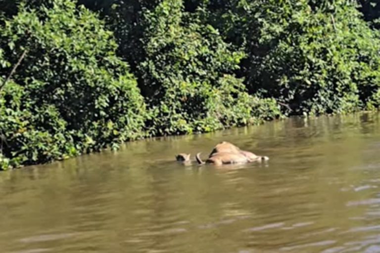 Onça-pintada é flagrada ao arrastar boi por rio do Pantanal. Vídeo