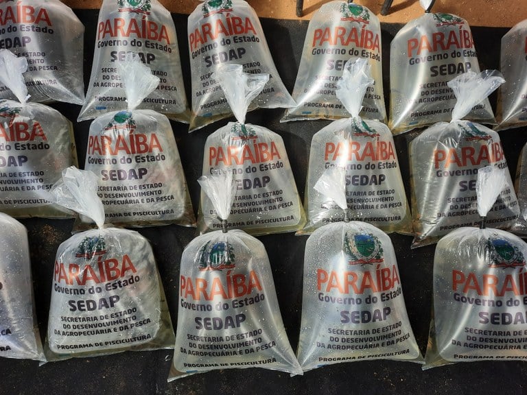Sedap-PB vai distribuir 340 mil alevinos em cinco cidades da Paraíba; confira a relação