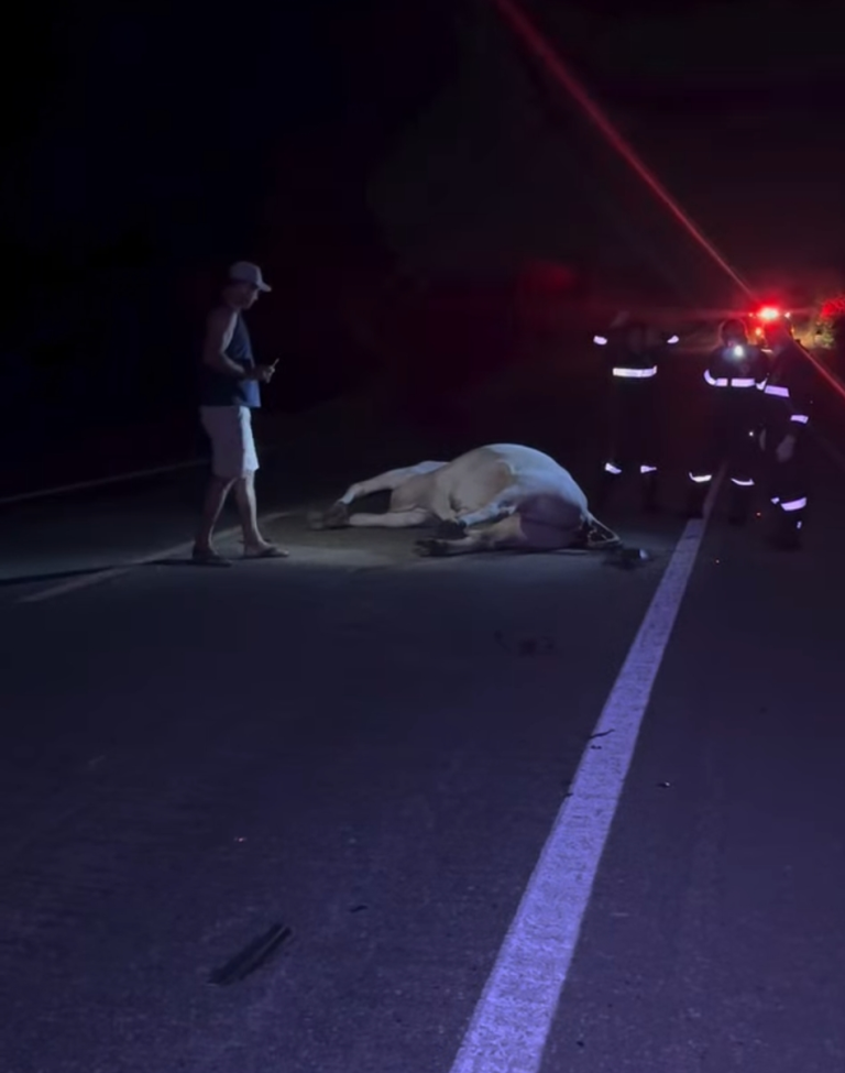 Acidente na BR-412: carro de Zabelê bate em boi e motorista não é encontrado