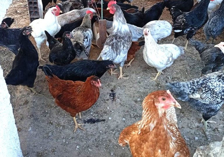 Hortifruti e avicultura crescem no Cariri com apoio do Sebrae e produtores chegam a faturar até R$ 4 mil/mês