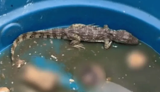 Jacarés eram usados por criminosos para devorar desafetos na Penha