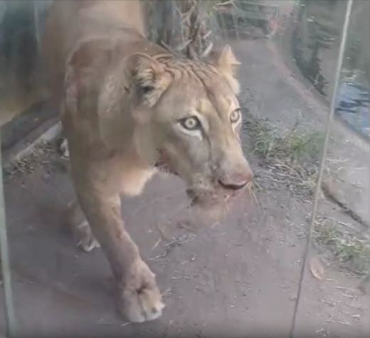 Leoa entra em estado de estresse e choque após ataque na Bica, afirma veterinário