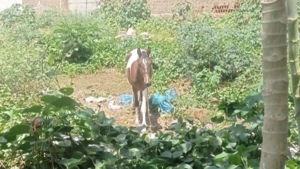 Dupla é presa suspeita de furtar cavalo e transportar animal em duas motos, no Sertão da Paraíba