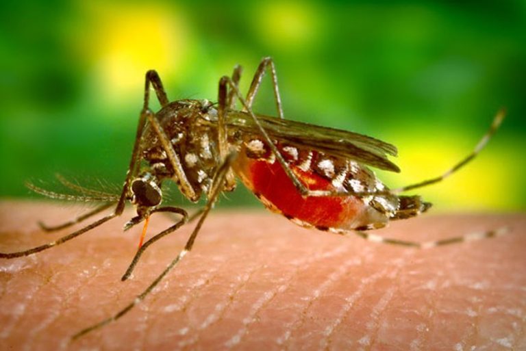 Casos de dengue caem 48% na Paraíba, mas ministro alerta para não ‘baixar a guarda’