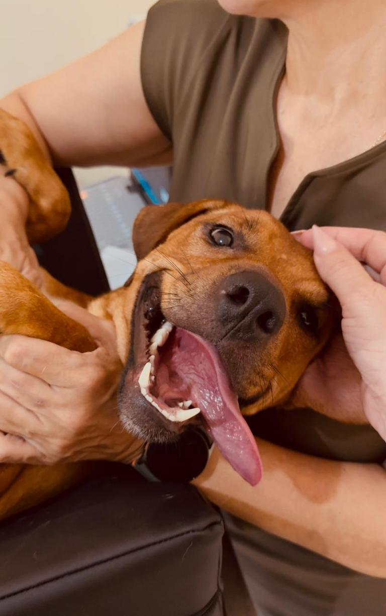 Capital promove hoje nova edição de feirinha de adoção responsável