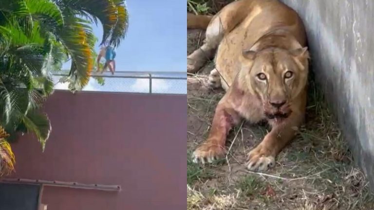 EM JOÃO PESSOA: Homem invade jaula de leoa no Parque da Bica, é atacado por animal e morre