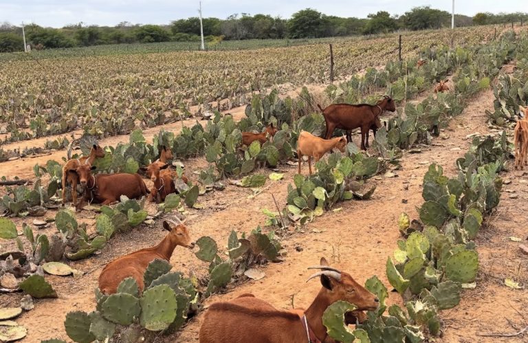 Fazenda Carnaúba, da família de Ariano Suassuna, critica burocracia após investigação do Ministério da Agricultura