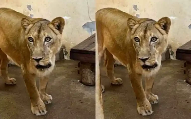 Bica, em João Pessoa, será reaberta nesta quinta-feira após ataque de leoa a jovem