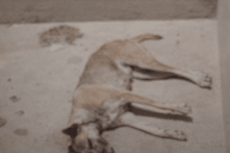 Crueldade em Sumé: dois cães são mortos por envenenamento e caso gera revolta no Cariri