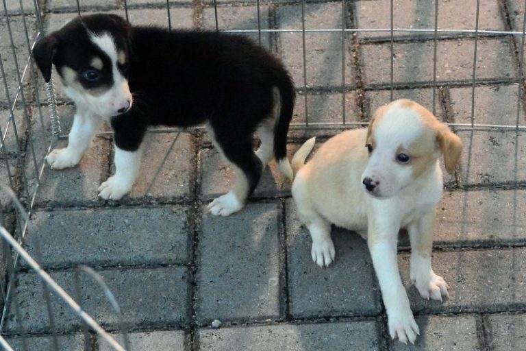 João assina medida provisória que cria Secretaria da Proteção Animal na Paraíba