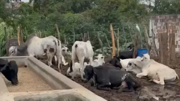 Três suspeitos são presos por integrar organização criminosa especialista em furto e receptação de gado na Paraíba