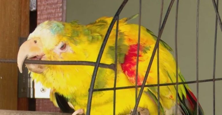 Papagaio que teria sido cuidado por Frei Damião vive com família em Livramento